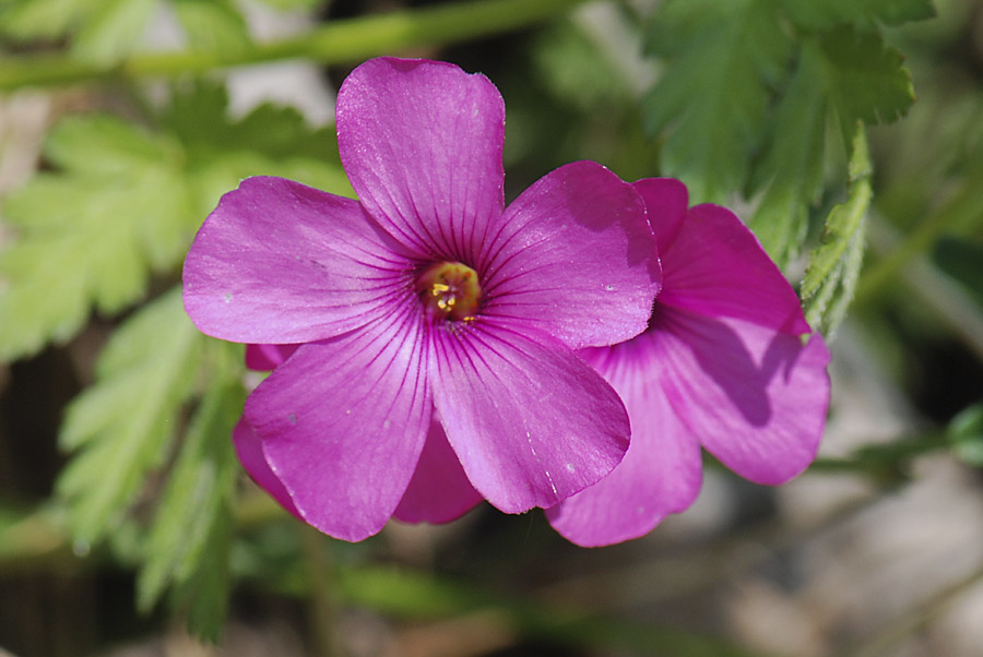 da id. - Oxalis cfr. articulata